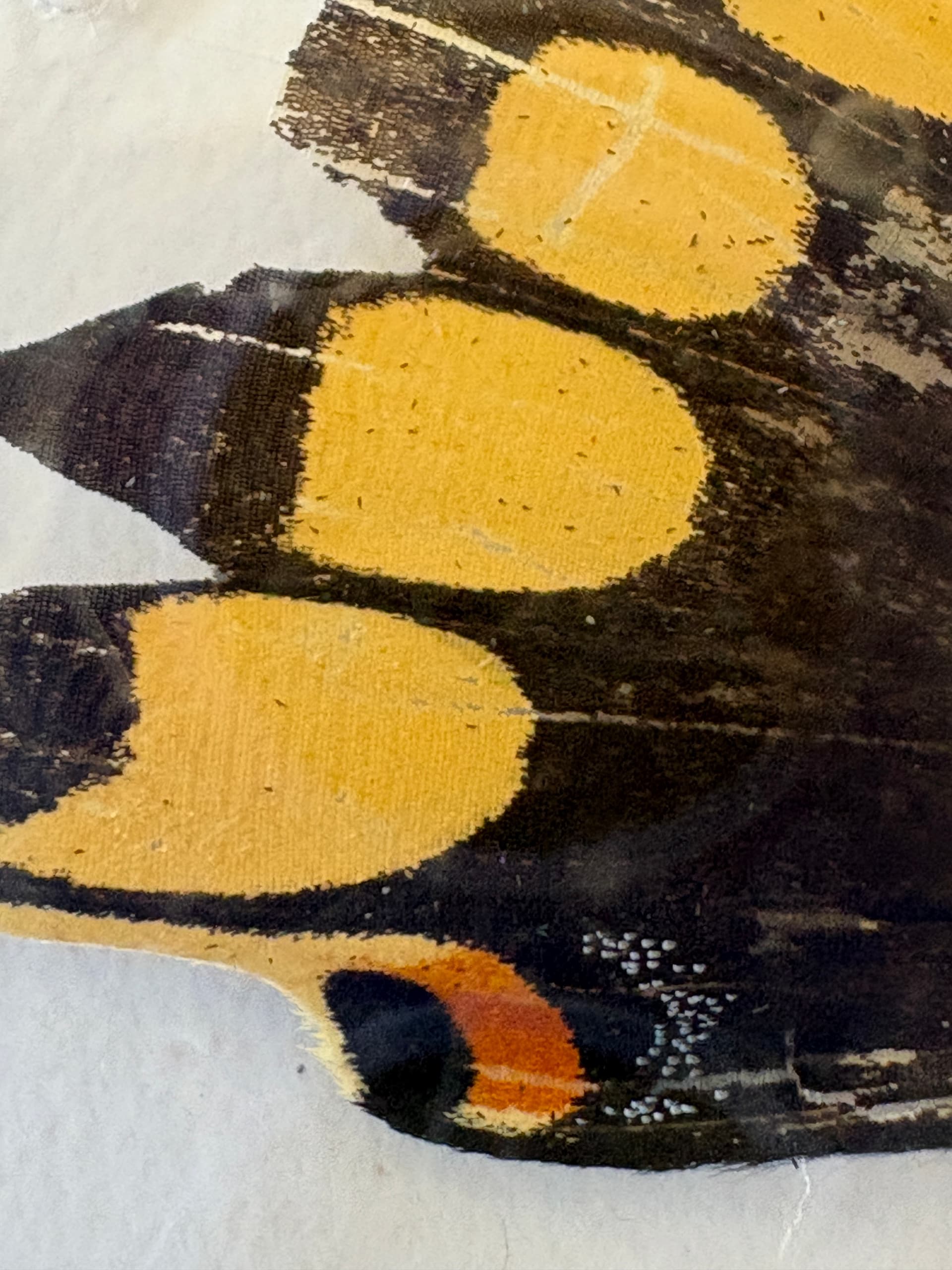 Designing Butterfly Wings: Patterns in Nature Workshop with UF/IFAS in Miami