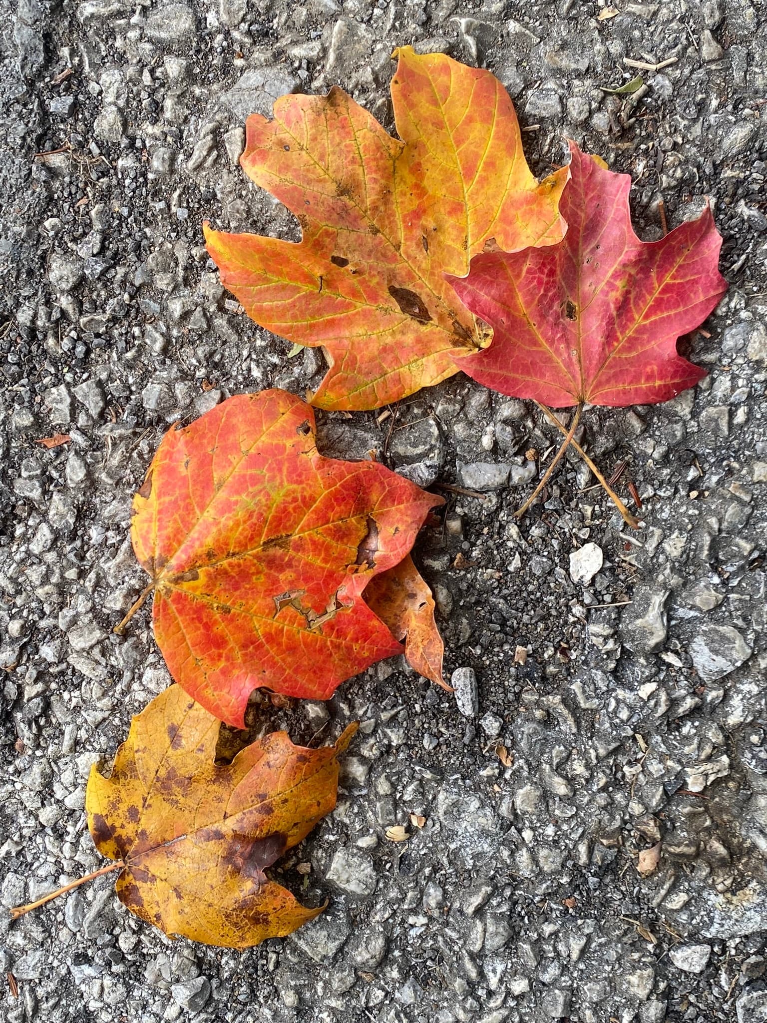 Leaf Chaser Tour: Smoky Mountain Guides Fall Adventure