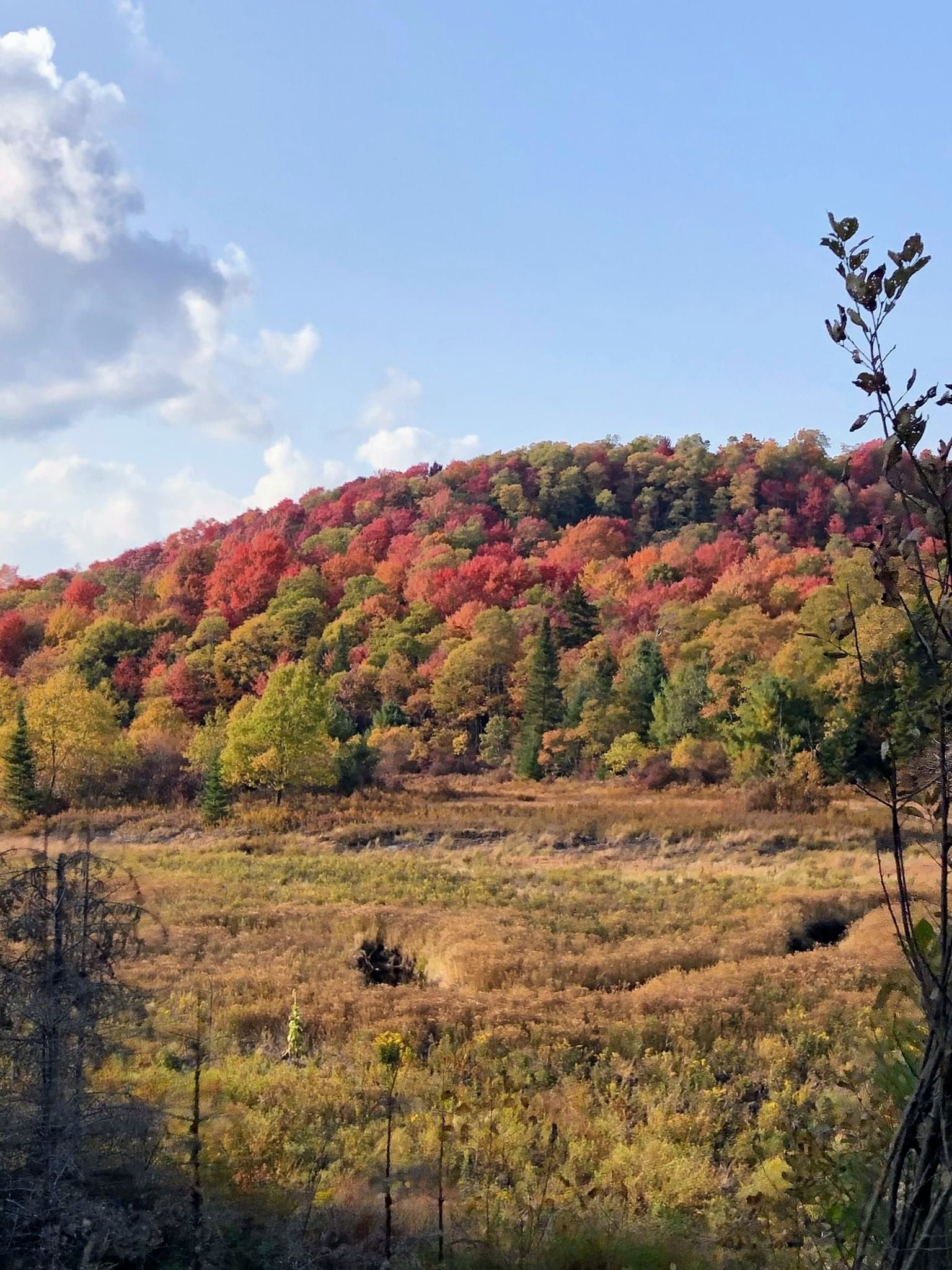 Colorful fall foliage on Adirondack hillside overlooking marsh