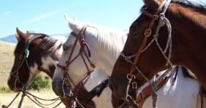 Saddled horses lined up in sunlit meadow ready for trail ride