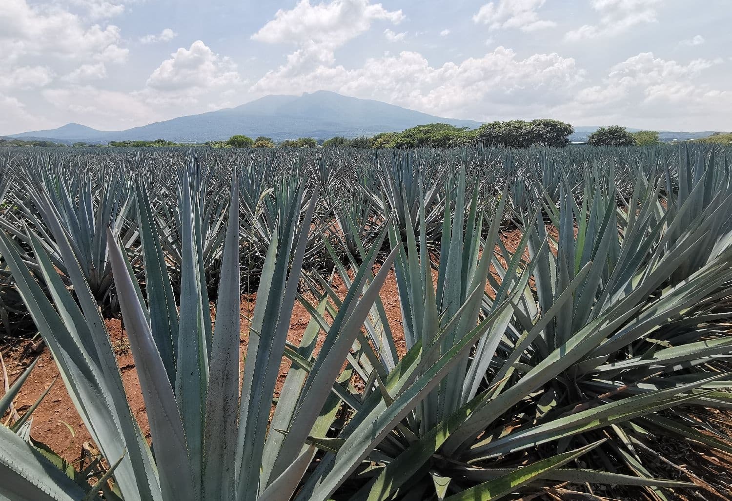 Expansive blue agave fields under sky in Tequila Valley, Jalisco