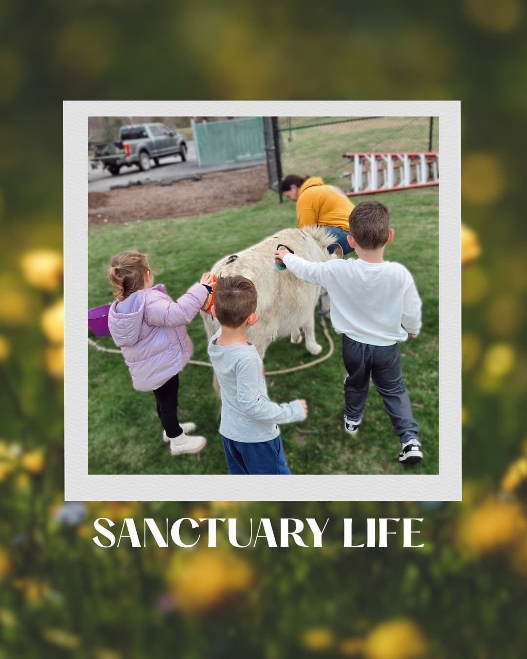 Open Farm: Meet Rescued Camels, Goats & Horses in Fairhaven, MA photo 2