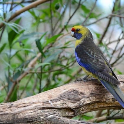 Birdwatching at Mount Field with Premier Travel Tasmania