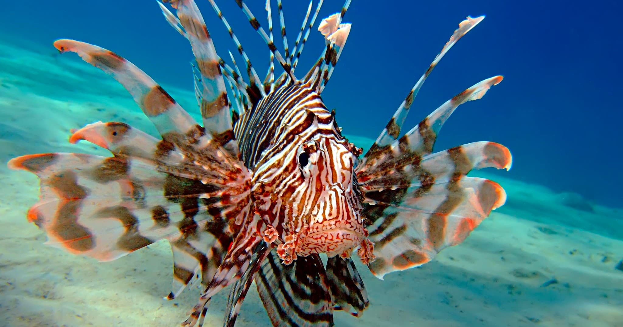 Lionfish Dissection at Tampa Bay Watch in St. Petersburg