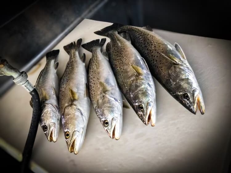 Tidal Inshore Fishing Charters fleet