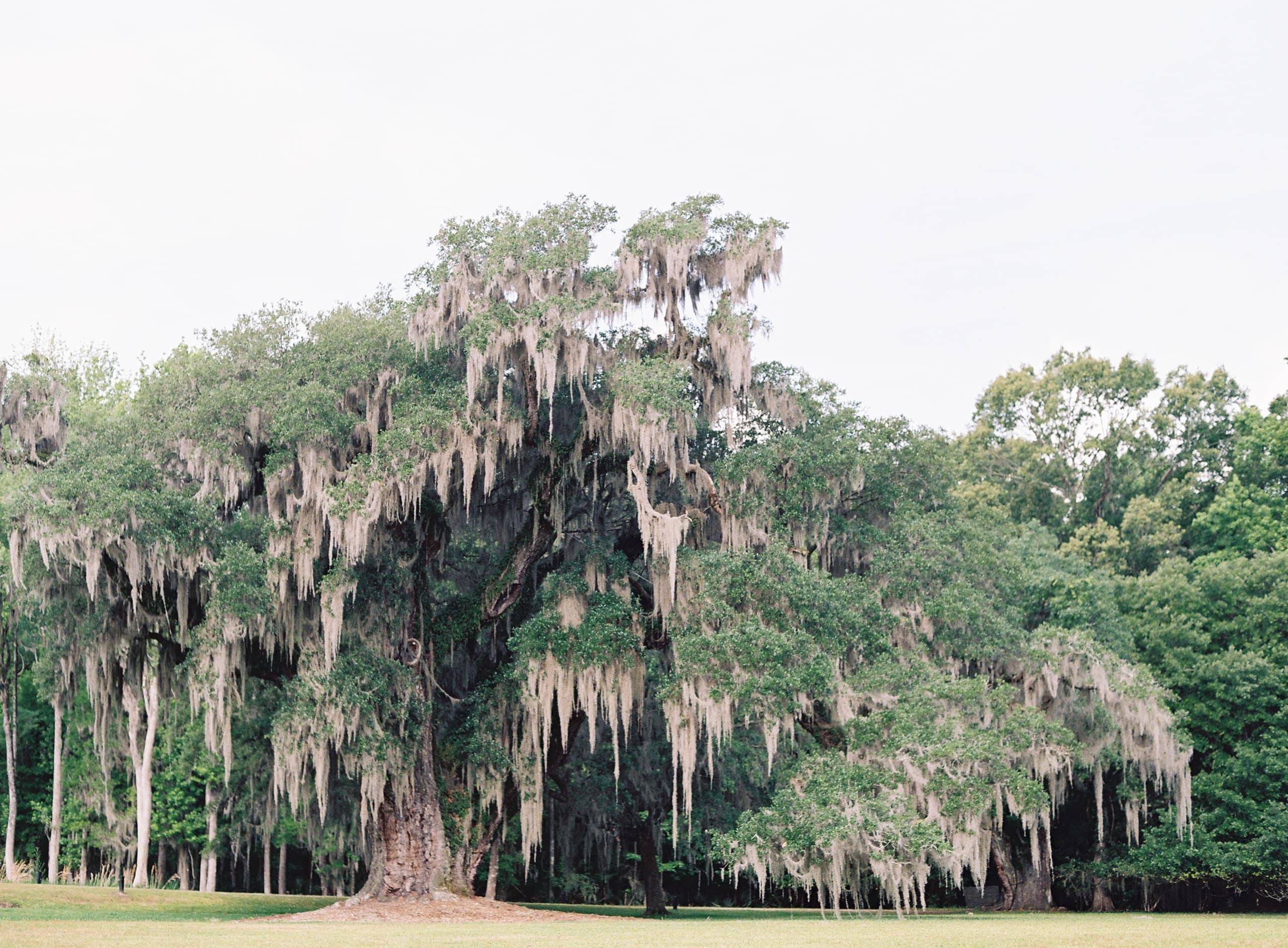 Outdoor Opera & Wine at Drayton Hall with Drayton Hall Preservation Trust
