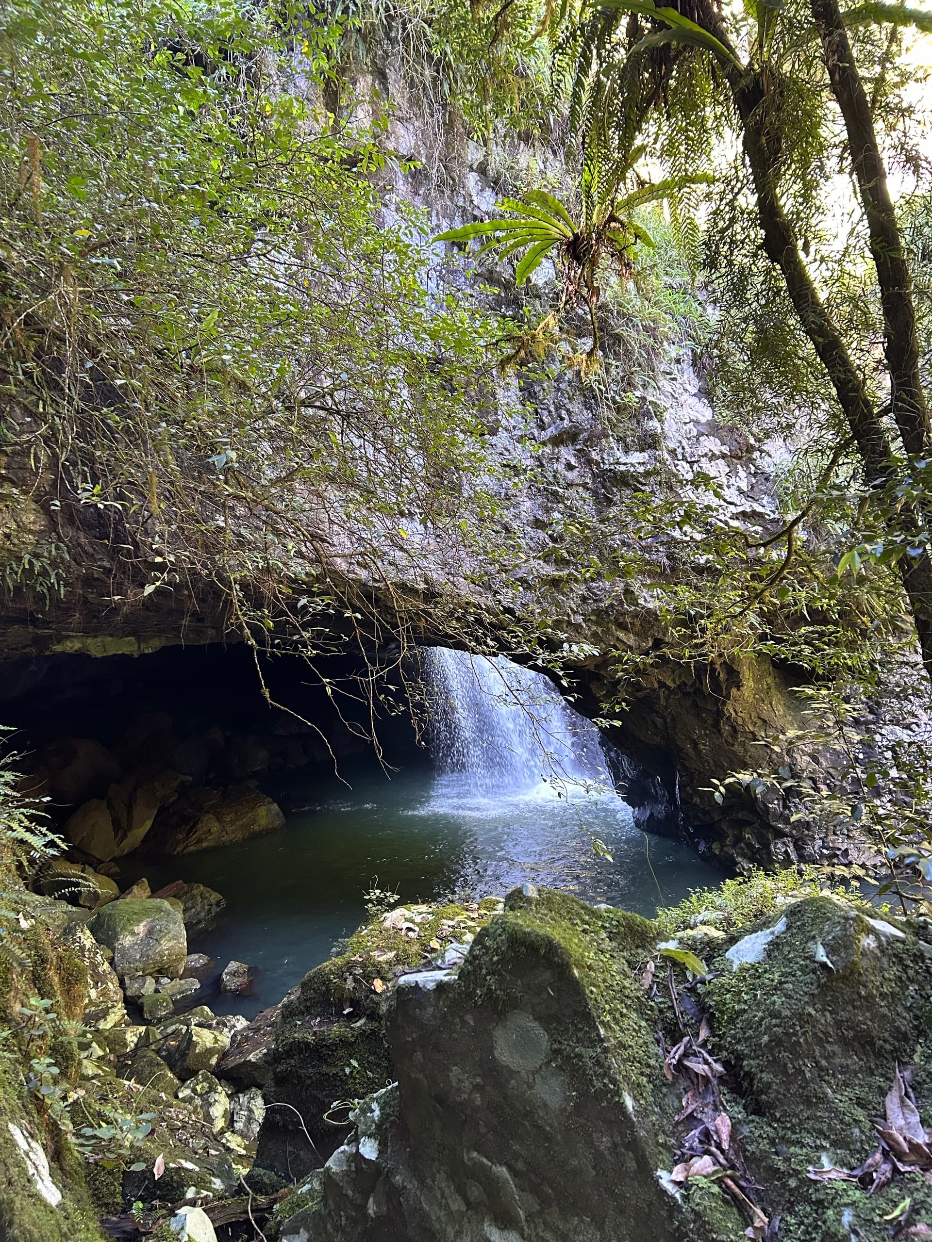 Springbrook & Natural Bridge: Rainforest Waterfalls Day Tour from Gold Coast photo 3