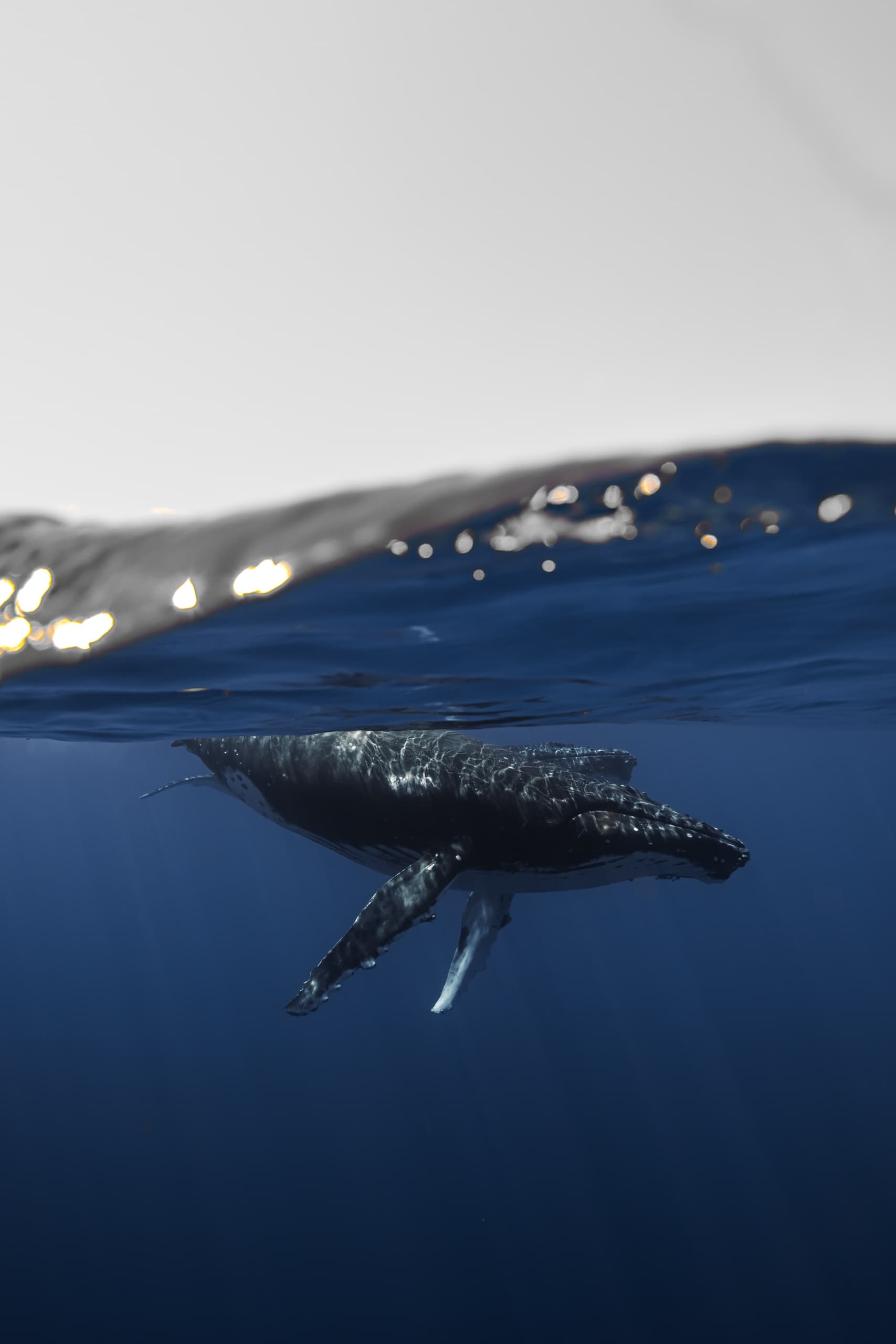 Private Oahu Whale Watching: Intimate 2-Hour Humpback Safari from Kewalo Harbor photo 1