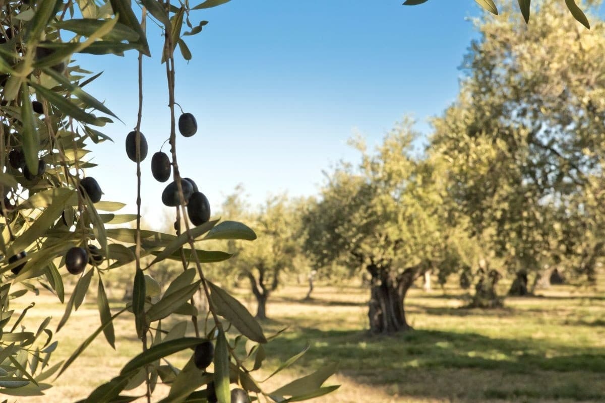 Taste Italy: Olive Oil, Wine & Handmade Pasta from Civitavecchia to Tarquinia