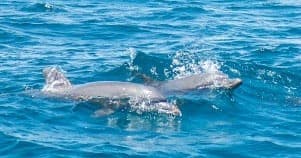 Dolphin Cruise with Florida Bluewater Charters in Santa Rosa Beach