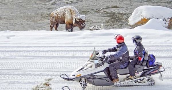 Winter Wildlife & Scenic Tour with BrushBuck Wildlife Tours Inc.