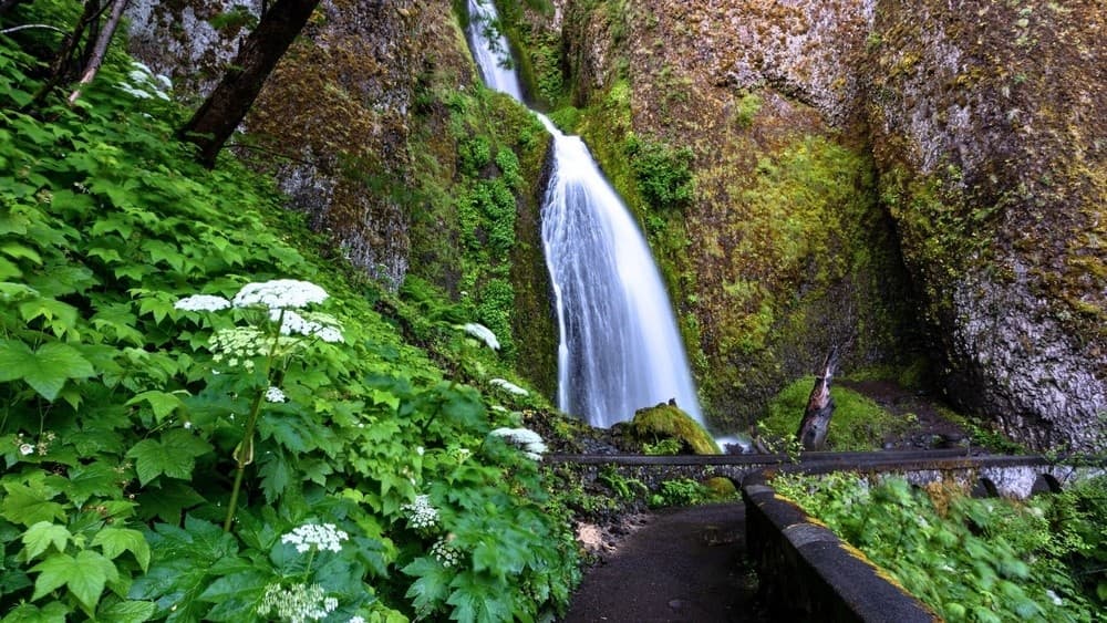Columbia Gorge Waterfalls & Botanical Hike with First Nature Tours
