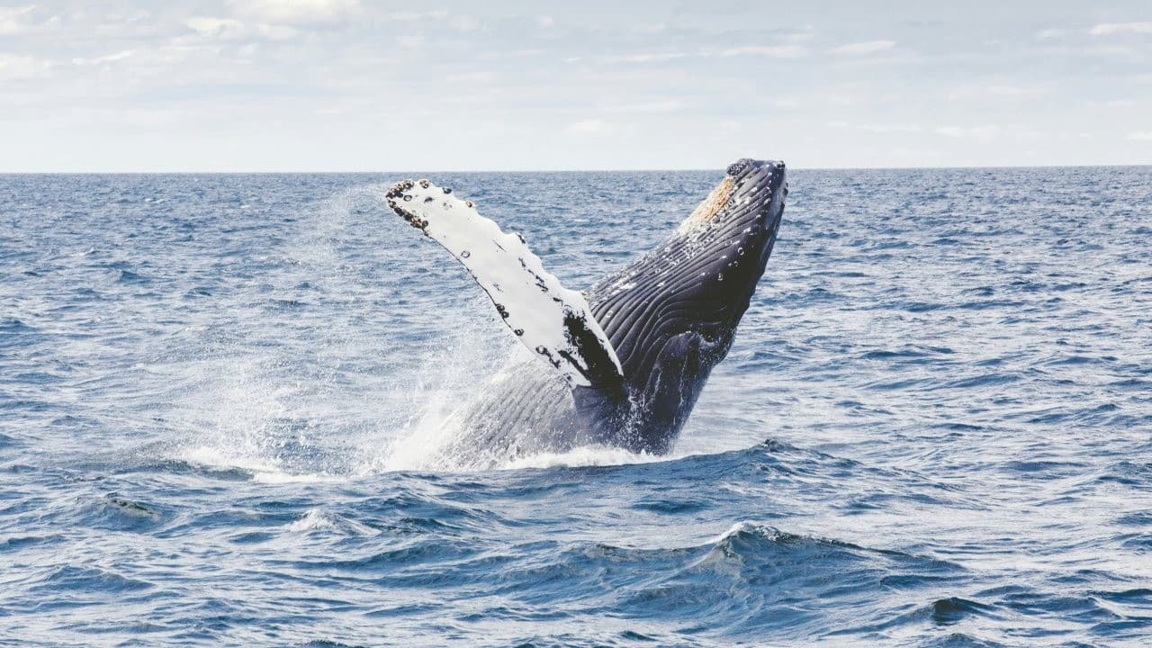 Private Kauai Whale Watching Charters from Port Allen — Up-Close Humpback Encounters photo 1