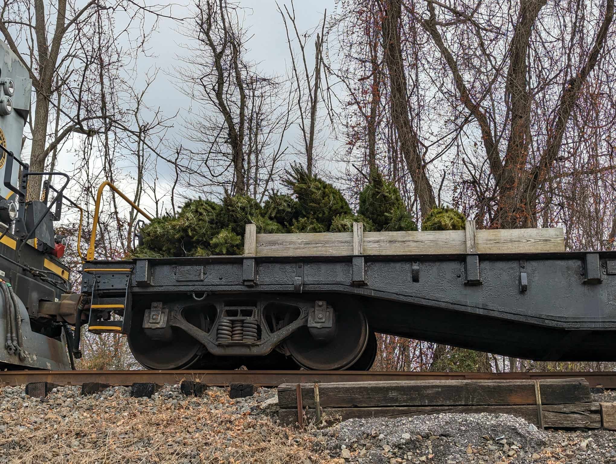 Freight flatcar carrying Christmas trees along forested tracks