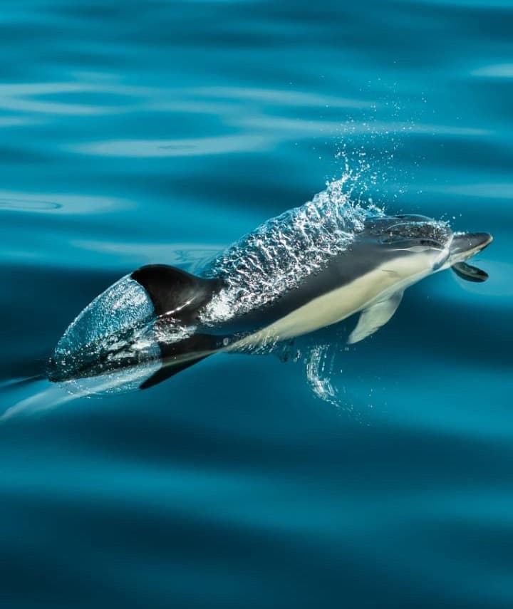 Bayonne Whale Watching: Capbreton Canyon Small-Group Cetacean Tours