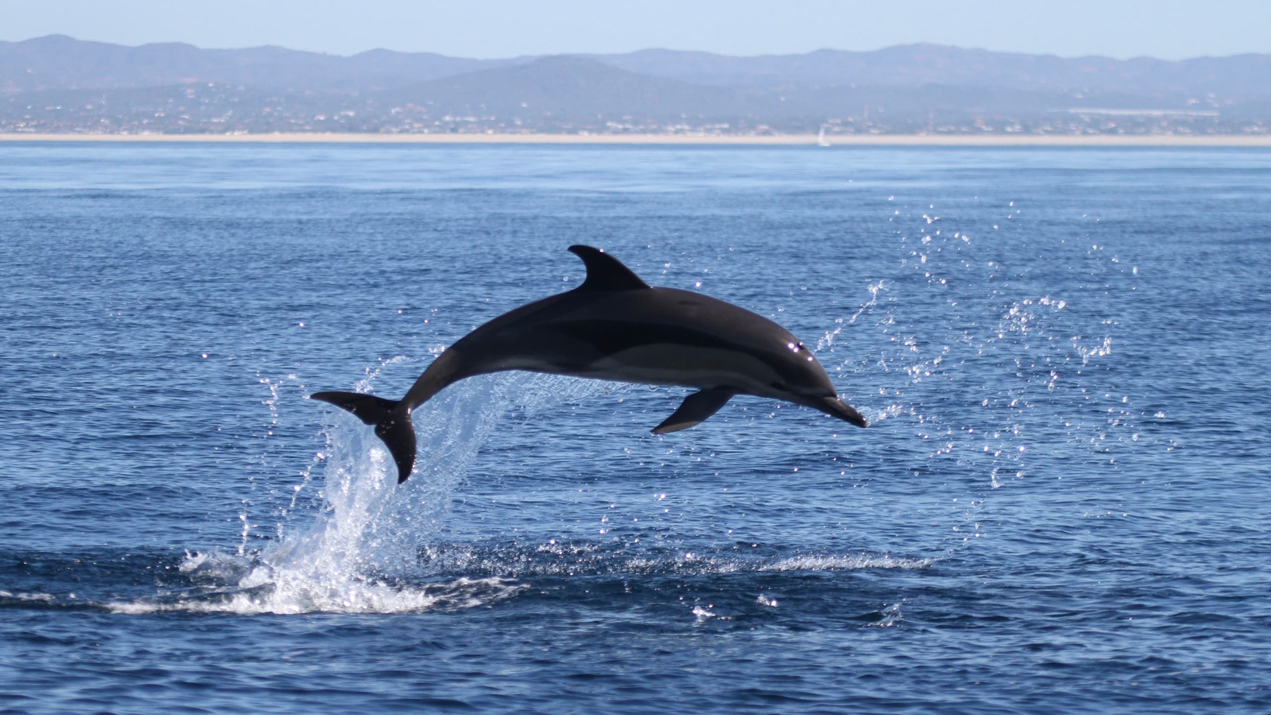 Dolphins and Sea Turtles off Faro: Formosamar Boat Trip in Ria Formosa
