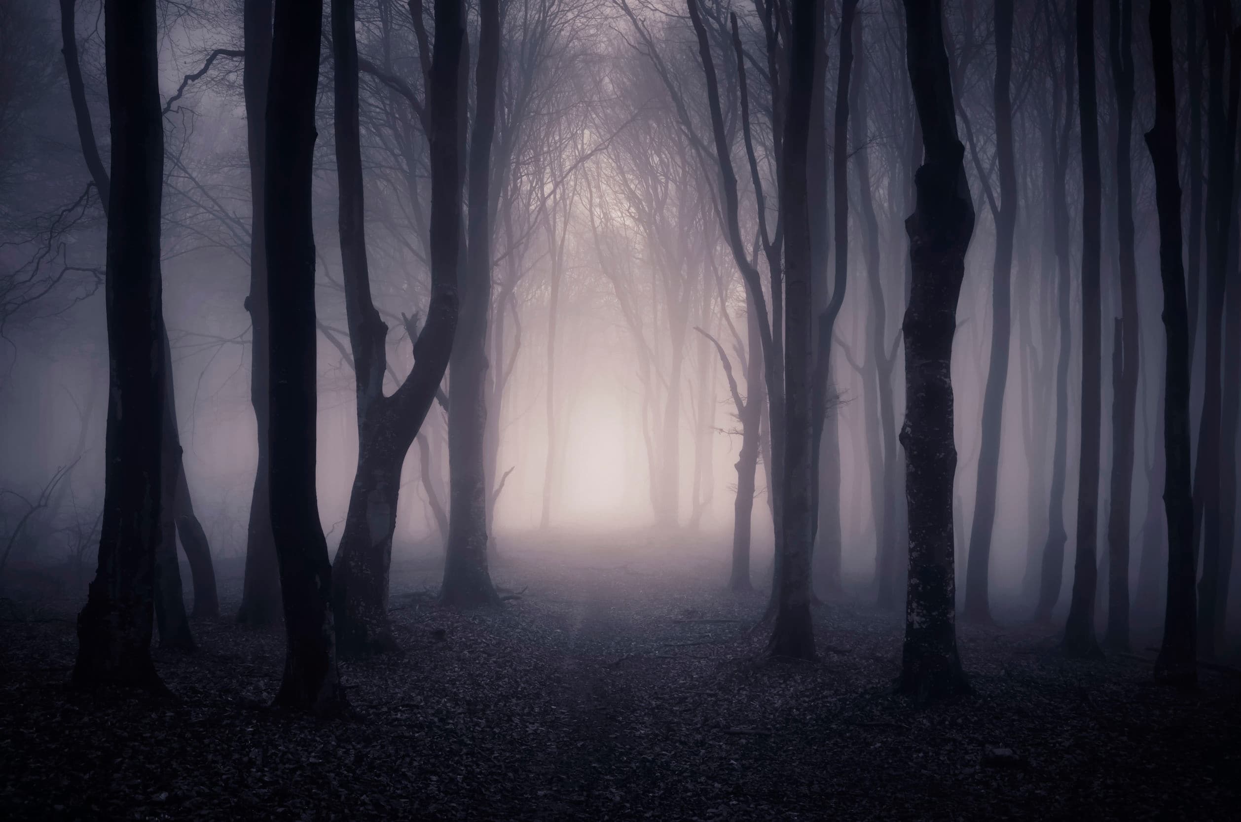 Fog-filled forest path at dusk evoking haunted night walk