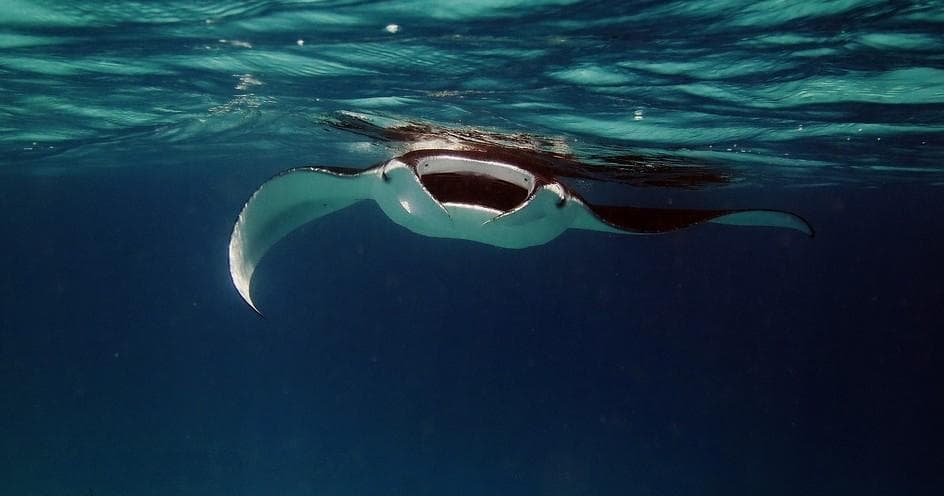 Manta ray gliding under Hawaiian waters during night dive