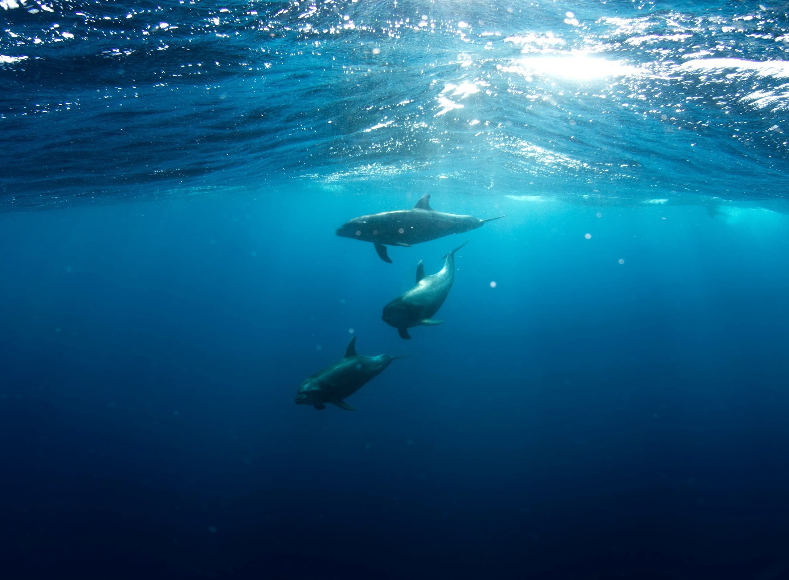 Dolphin Watching at Cantinhos do Sado in Setúbal