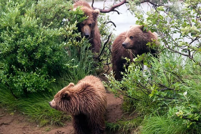 Floatplane Bear Viewing to Katmai from Homer: Seaplane Wildlife Tours photo 1