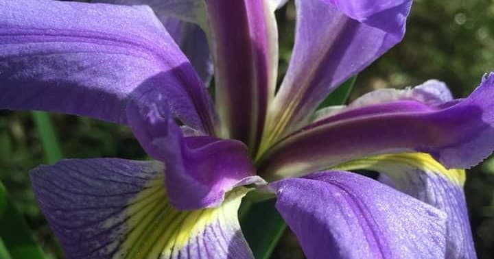 Close-up purple iris bloom in coastal garden, nature photo