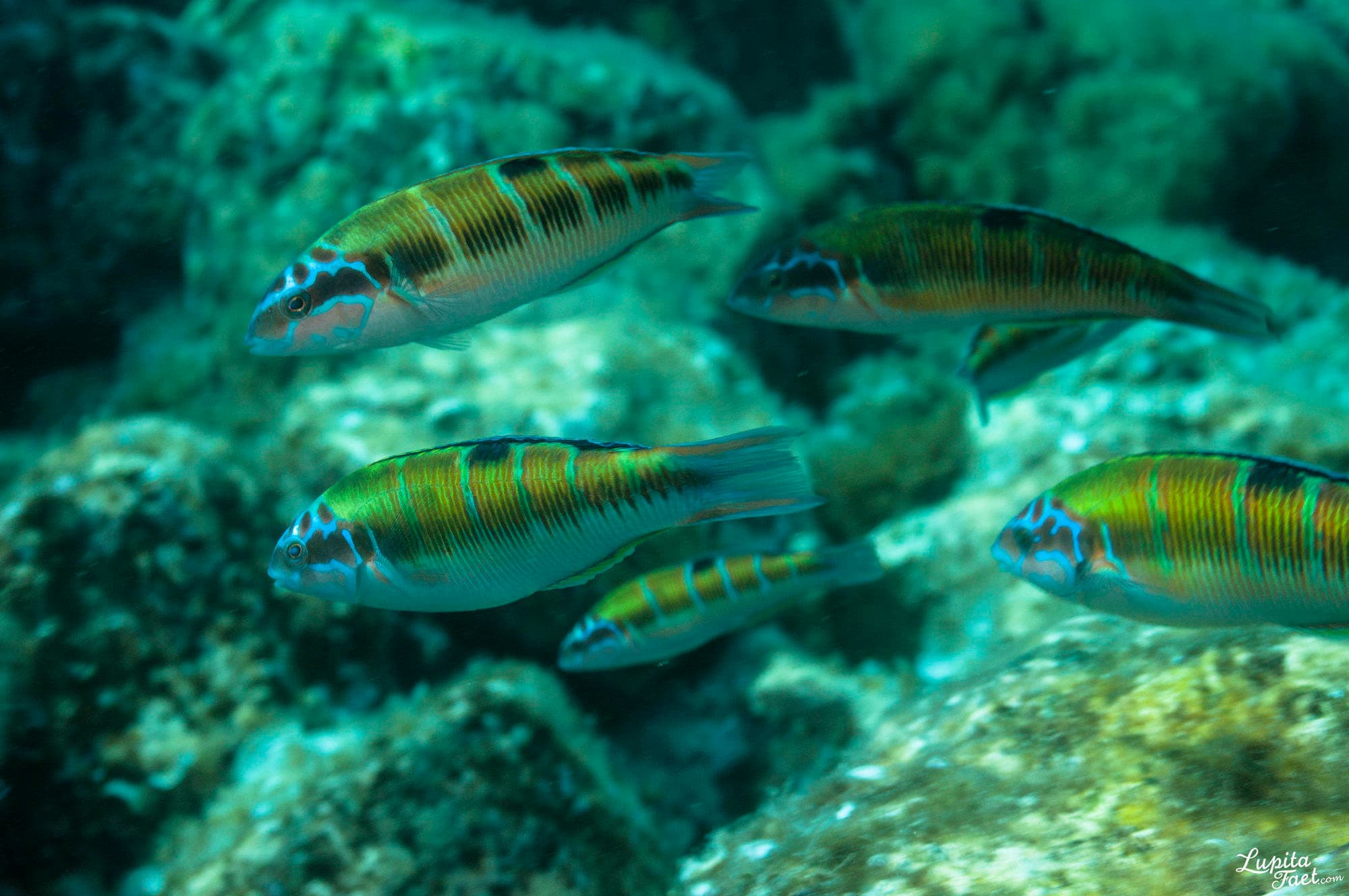 Beach Diving Adventures with Pura Vida Diving in Las Palmas