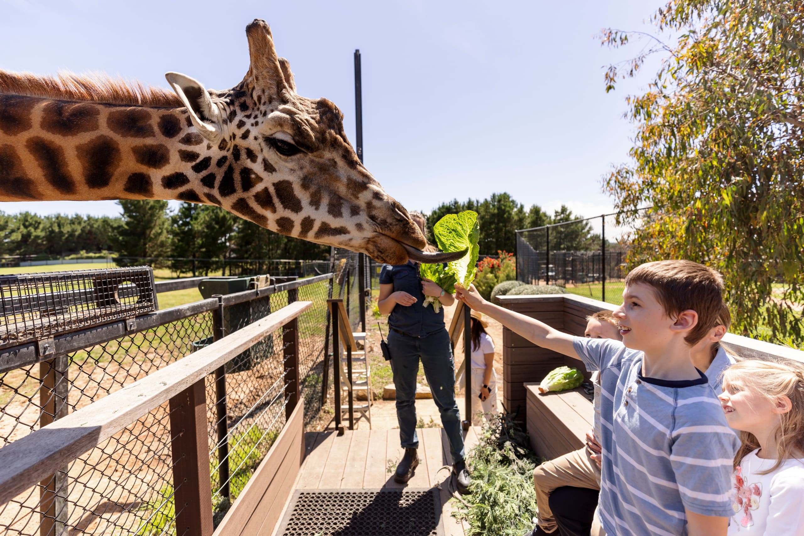 Child feeding giraffe on zoo boardwalk in sunny enclosure