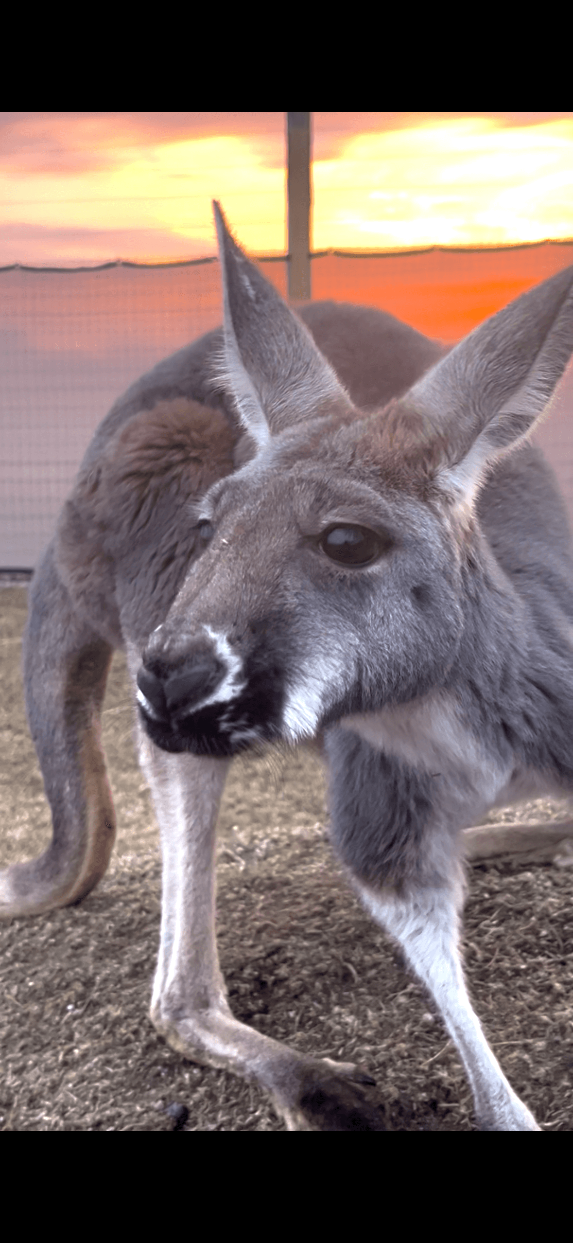 Kangaroo Twilight Visit: Watch Roos at Dawn & Dusk in Ira Township, Michigan photo 1