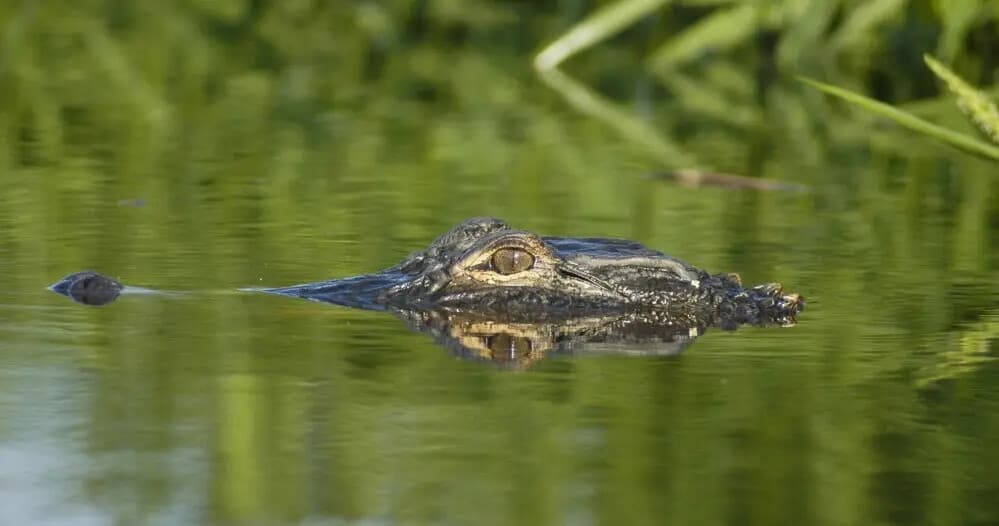 Paddle the Wild: Alligator River Kayak Adventure in North Carolina’s OBX
