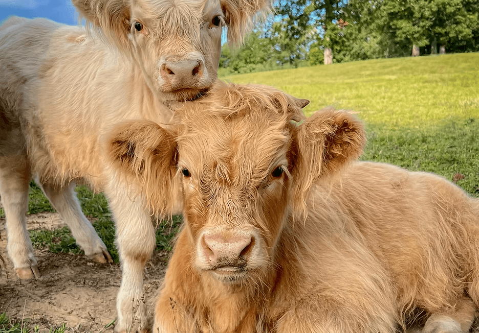 Young calves resting together on grassy hillside pasture