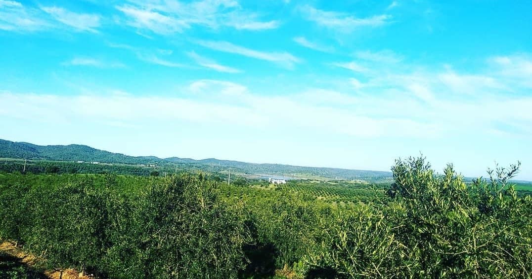 Panoramic rolling hills and olive groves under bright blue sky