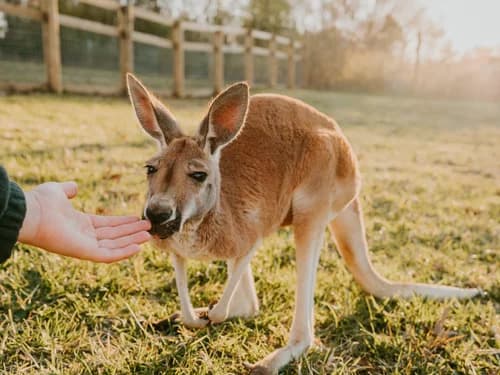 Meet Rose & Jack: An Up-Close Kangaroo Encounter in Sweetwater, Tennessee