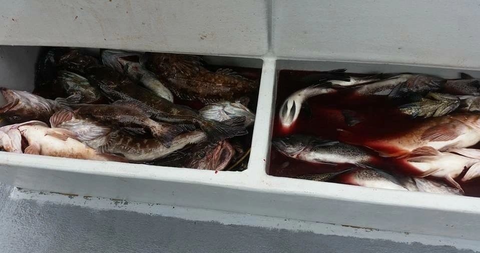 Sunrise Salmon Charters with Windsong Charters LLC