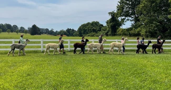 Bluebird Farm Alpacas fleet