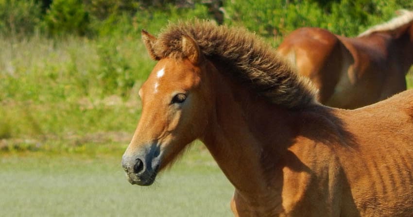 Shackleford Wild Horse and Shelling Safari team