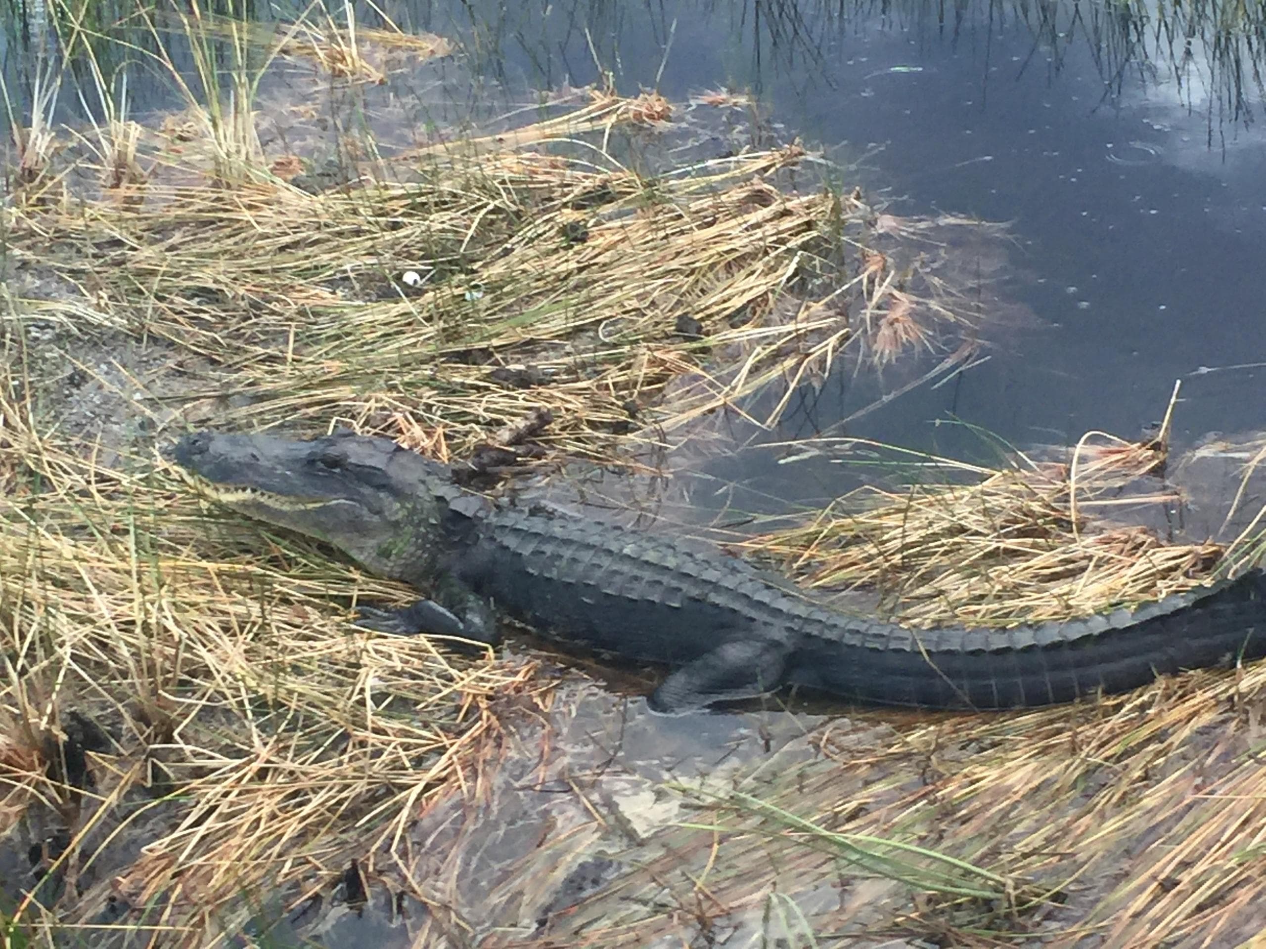 One Hour Airboat Tour in West Palm Beach, Florida