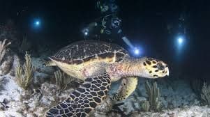 Dive into Darkness: Experience Night Diving with Dive Maui in Lahaina