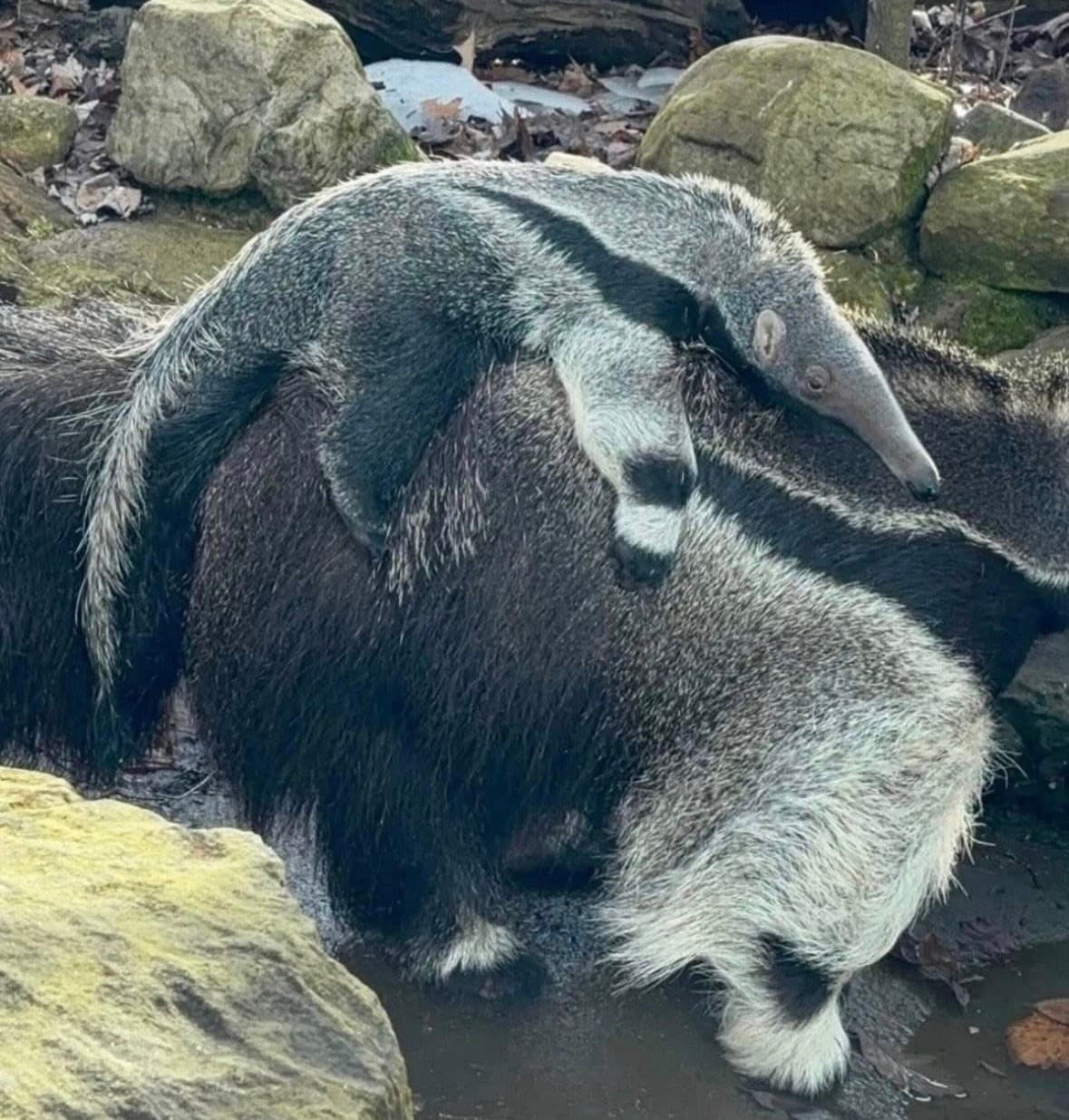 Up-Close Giant Anteater Encounter in Grove City, PA — 15–20 Minute Wildlife Experience
