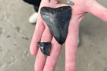 Discover Fossil Treasures on a Daufuskie to Savannah Shark Tooth Adventure