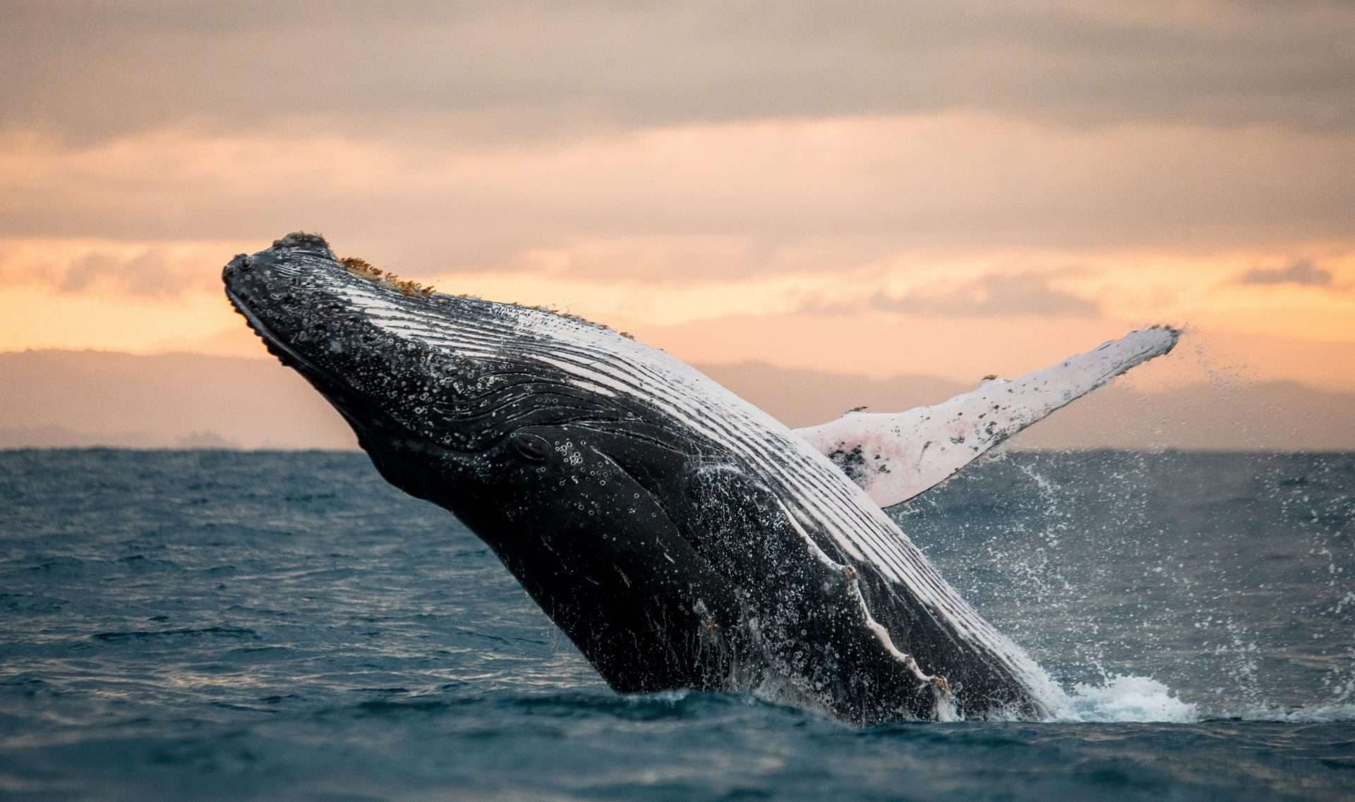 Humpback whale breaching near coastal waters during sunset