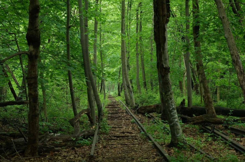 Land Adventures: QueensWay Hike in Forest Park