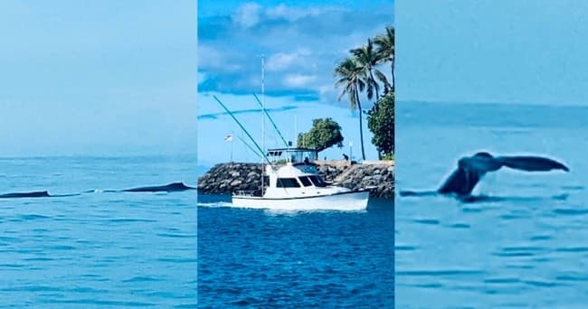 Whale tail and sportfishing boat off Hawaii coast, ocean wildlife viewing