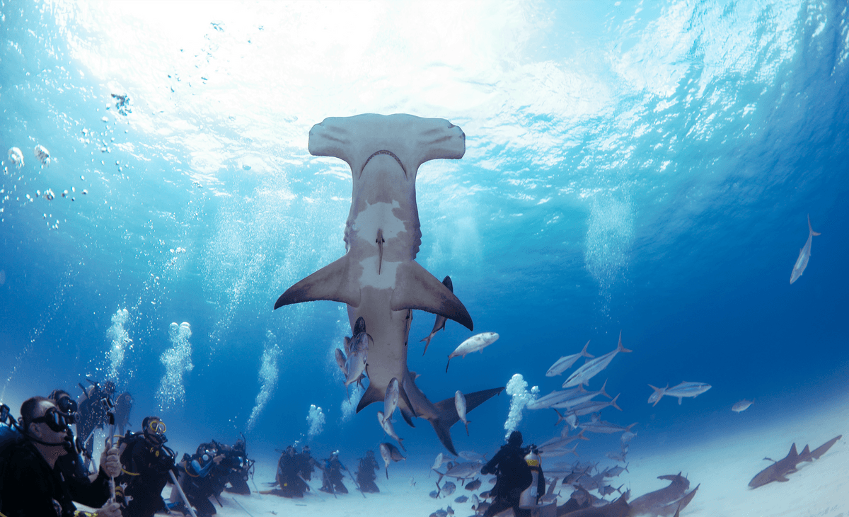 Water-Activities & Dixie Divers: Whale Shark Encounter in The Bahamas