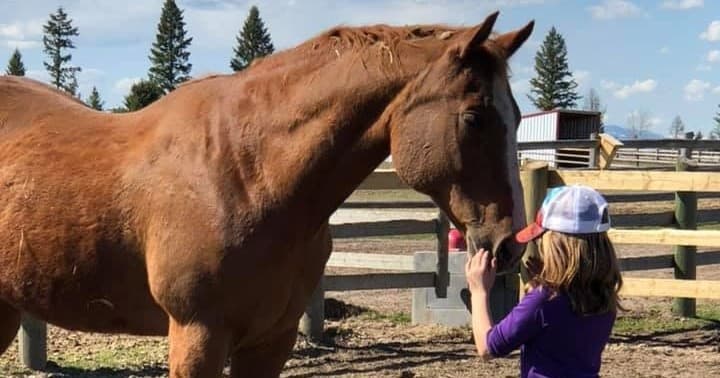 Child petting brown horse at sunny ranch fence experience