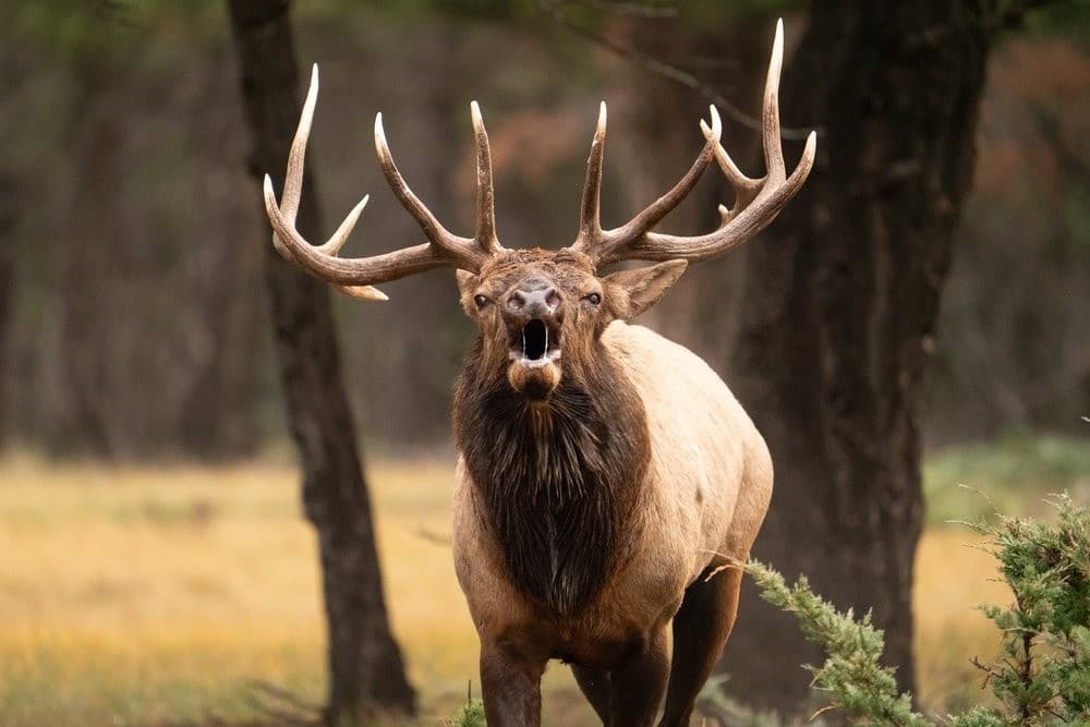 Evening Wildlife & Landscape Tour: Banff Evening Wildlife Photography photo 3