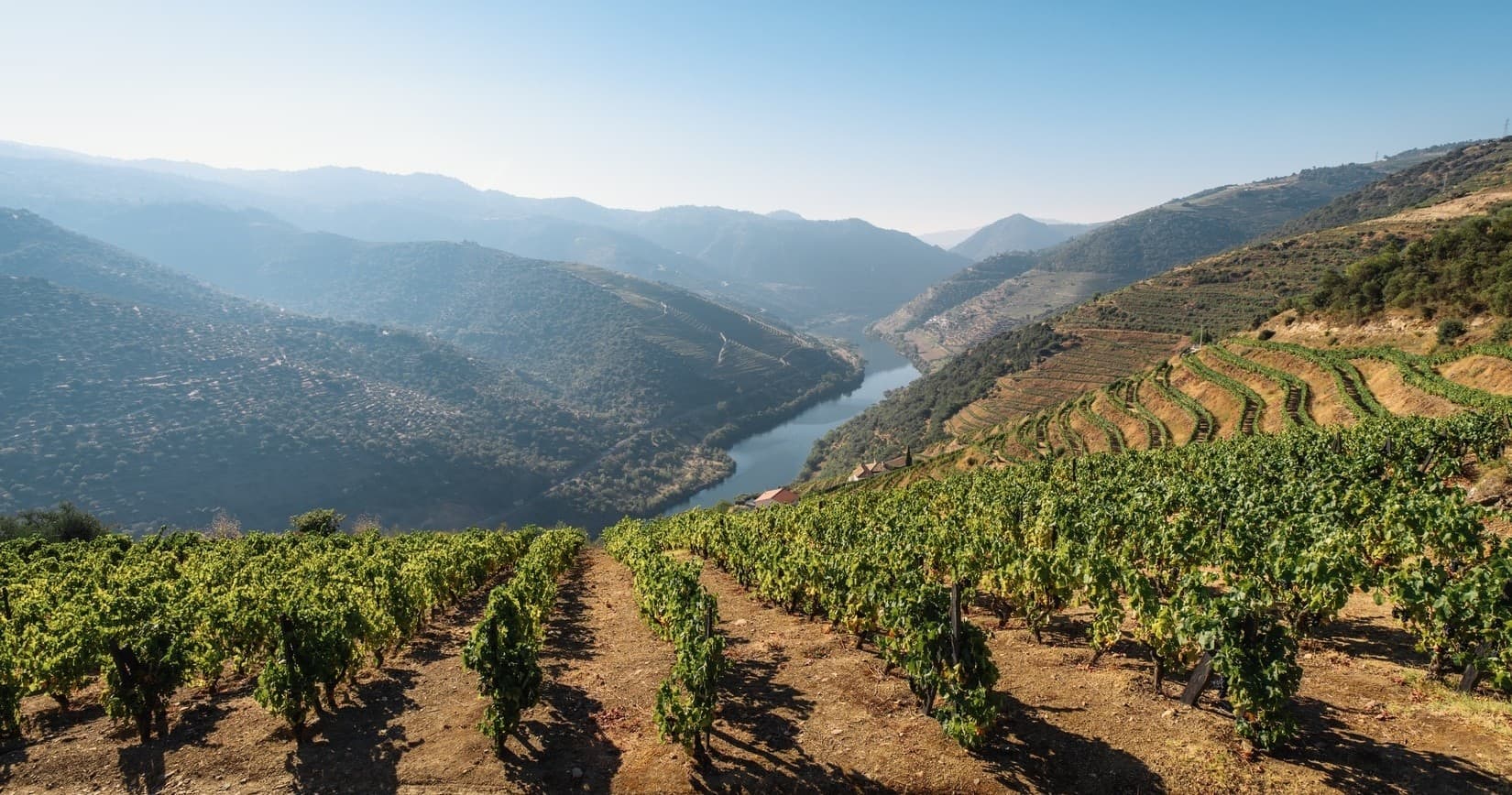 Douro River Cruise & Wine Tasting with Tomaz do Douro