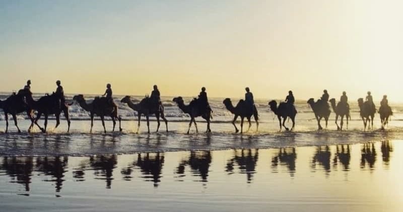Camels walking along a reflective beach at sunset tour