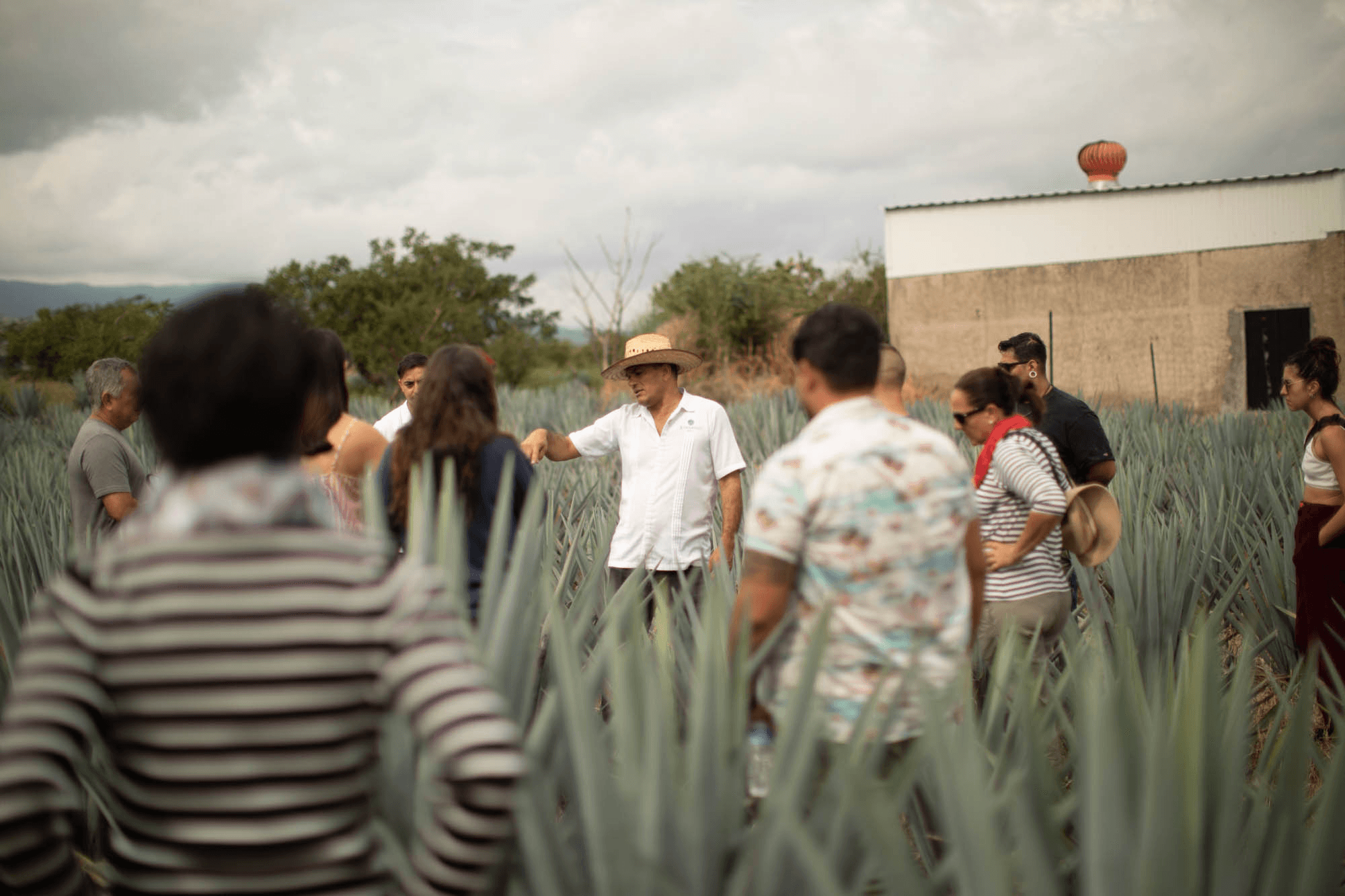 Agave field tour with guides near Puerto Vallarta, tequila tasting