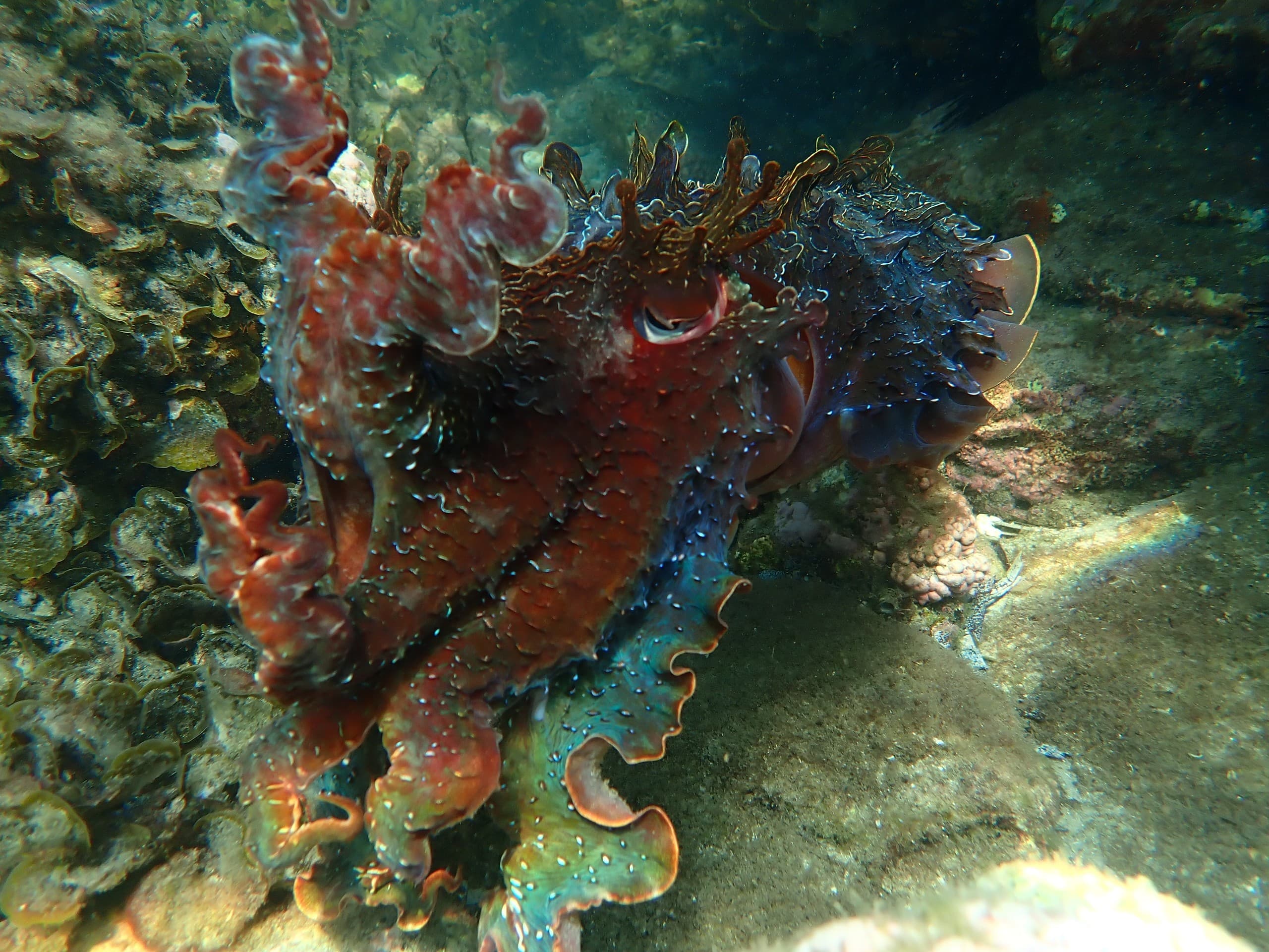 Private Boat Tour of Jervis Bay: Snorkel, Dolphins & Coastal Cliffs photo 4