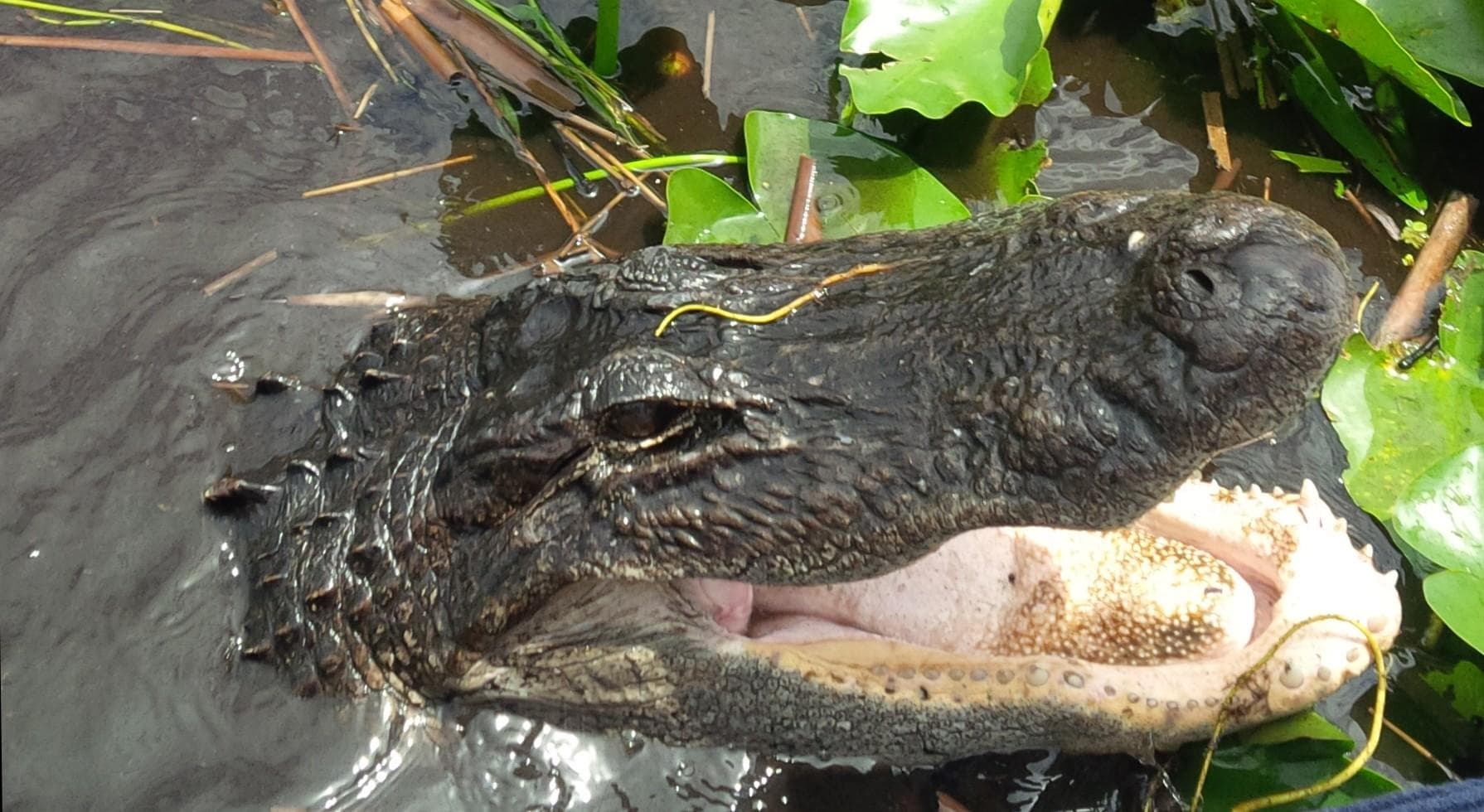 Private Airboat Tour